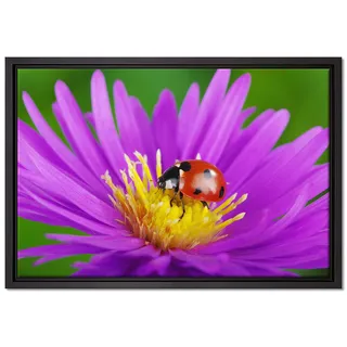 Pixxprint Marienkäfer auf Blume Leinwandbild 60x40 cm im Bilderahmen, Wandbild, Schattenfugenrahmen, Kein Poster