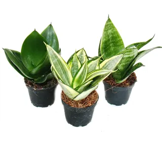Exotenherz - Sansevieria trifaciata hahnii - 3 versch. Pflanzen im 5,5cm Topf - Bogenhanf, Schwiegermutterzunge