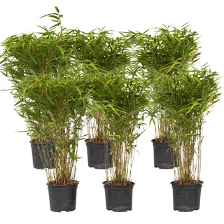 Plant in a Box - Fargesia nitida 'Gansu' - 6er-Set - dunkelvioletter Bambus - Nicht invasiv - Winterhart Immergrün - Topf 17cm - Höhe 50-70cm