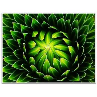 wandmotiv24 Poster Pflanze, Kaktus, grün, Natur (1 St), Wandbild, Wanddeko, Poster in versch. Größen grün 40 cm x 30 cm x 0.1 cm