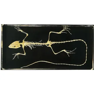 LKYLVEE Echte Eidechsen Schlangenknochen eingebettetes Exemplar Schreibtisch Ratte Schildkröte Skelett Briefbeschwerer