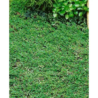 Kriechmispel Cotoneaster dammeri Frieders Evergreen Bodendecker winterhart