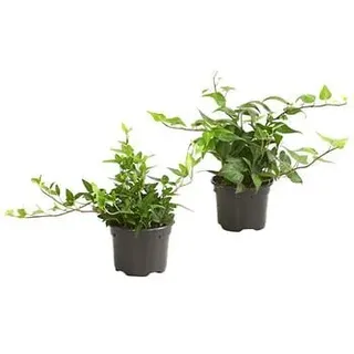 Efeu - Hedera helix, grünlaubig