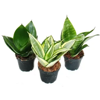 Exotenherz Zimmerpflanze Sansevieria trifaciata hahnii 3 versch. Pflanzen im 5,5cm Topf