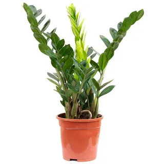 Flowerbox Zimmerpflanze Glücksfeder - Zamioculcas zamiifolia 3+, - Höhe ca. 55 cm, Topf-Ø 17 cm grün