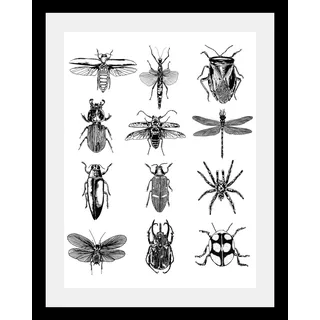 Bild QUEENCE "Insekten" Bilder Gr. B/H/T: 50 cm x 70 cm x 3 cm, schwarz Kunstdrucke
