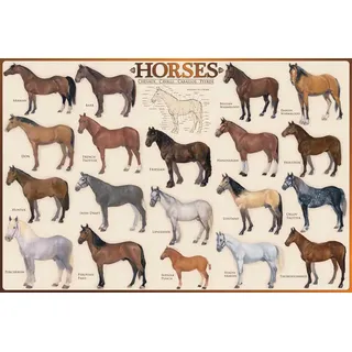 empireposter Poster - Educational - Bildung - Horses Pferde