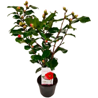 Plant in a Box Japanische Kamelie - Camellia Japonica Dr. King Höhe 50-60cm