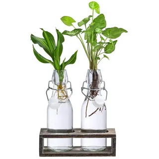 Dehner Waterplant-Set Duo, in Glasflaschen, 2-teilig, Grün