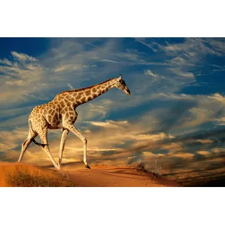 Papermoon Fototapete PAPERMOON "GIRAFFE-TIERE AFRIKA SAVANNE STEPPE DÜNE HIMMEL WOLKEN", bunt, B:4,5m L:2,8m, Vlies, Tapeten