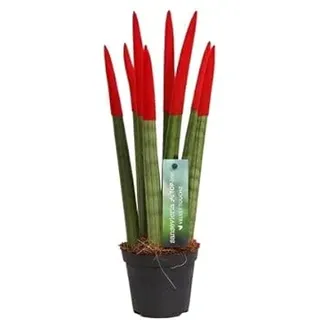 Sansevieria Cylindrica Straight (Rot) – Spaghetti VELVET TOUCHZ® – 15-20 cm Bogenhanf Zimmerpflanze | Pflegeleicht, Luftreinigend, Dekorativ für Zuhause & Büro