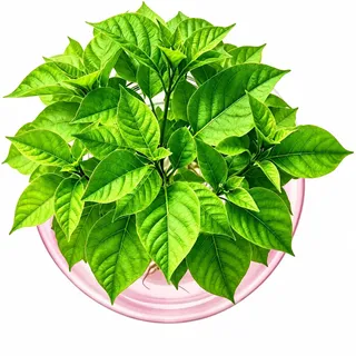 Glühbirne Avocado Vase Glas Eichel Vase für Blumen | Avocado Samen Starter Pflanzgefäß Vasen, für Home Kitchen Table, Drinnen und Draußen (Rosa)