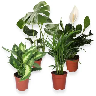 “Luftreiniger” Pflanzenset | 4er-Set | Monstera, Spathiphyllum, Dieffenbachia, Areca-Palme | ca. 40-70 cm | Ø 12-15 cm Topf | Pflegeleichte Zimmerpflanzen für Wohnung und Büro