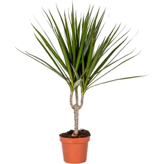 Bloomique - Dracaena Marginata - Drachenbaum - Zimmerpflanzen - Pflegeleicht - Luftreinigend - Höhe 30-40 cm - Topf 12 cm
