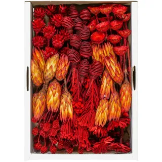 Exoten Sortiment Protea II - Exoten Afrika - 100 Stück Floristenpackung - Naturmaterialien für würdevolle Trauerfloristik & Dekoration (Rot)