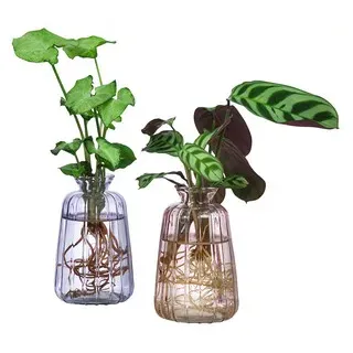Waterplant-Set Duo in bunten Gläsern, 2-teilig, Grün|Bunt