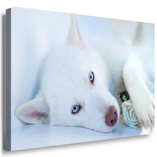 Julia-Art - Bilder Husky Leinwand mit Keilrahmen 40 x 30 cm Leinwandbild XXL Wandbild Tiere Kunstdrucke Tierwelten Bild Wanddesign Wanddekoration c-642v-169