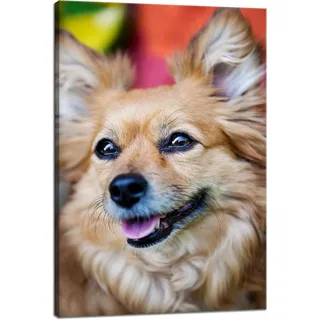 Leinwanddruck Chihuahua-tiere 40x60 Cm
