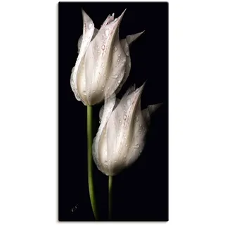 Wandbild ARTLAND "Weiße Tulpen in der Nacht" Bilder Gr. B/H: 50 cm x 100 cm, Leinwandbild Blumenbilder Hochformat, 1 St., schwarz Kunstdrucke als Alubild, Outdoorbild, Leinwandbild, Poster, Wandaufkleber