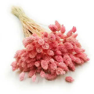 Enchanted Dekogras Getrocknetes Gras Ziergras Kanariengras Phalaris Trockenblumen Natürlich Boho Ca. 100 Stück 80 g Hellrosa