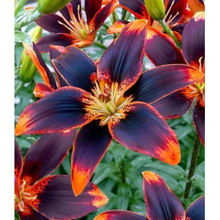 BALDUR Garten Blumenzwiebeln Lilie 'Forever Susan', Schnittblume, duftend, winterhart, mehrjährig, pflegeleicht schwarz