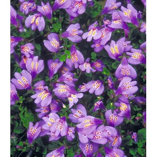 BALDUR Garten Bodendecker Bodendecker 'Mazus Reptans', 3 St., Lippenmäulchen, immergrün,winterhart, mehrjährig lila