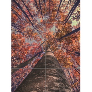 Birch Forest In Autumn XL Giant Panel Poster (8 Sections) Wald Herbst