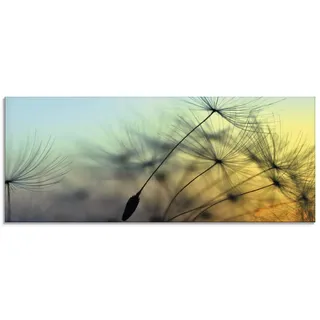ARTland Wanddeko Glasbilder Wandbild Glas Bild einteilig 125x50 cm Querformat Natur Blumen Pusteblume Sonnenuntergang Himmel Moderne Kunst T5XL