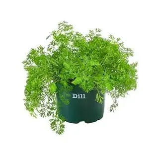 Bioland Dill, Grün