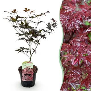GreenboutiQ - Balkonpflanze - Japanischer Ahorn - Acer palmatum Bloodgood - Rot - 1 Pflanze - Laubabwerfend - Topf 19cm Höhe 70cm