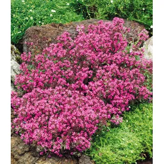 BALDUR Garten 3x Winterharter Bodendecker-Thymian, Pflanzen im 9x9 cm-Topf, Thymus, Sandthymian, 4-5 Pflanzen auf 1 qm, winterhart, Bodendecker, tr...