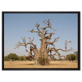 Pixxprint vertrockneter Baum in der Savanne Leinwandbild 80x60 cm im Bilderahmen, Wandbild, Schattenfugenrahmen, Kein Poster
