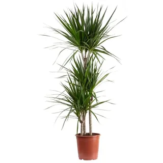 Flowerbox Gerandeter Drachenbaum 3-Stamm - pflegeleichte Zimmerpflanze, Dracaena marginata - Höhe ca. 120 cm, Topf-Ø 21 cm