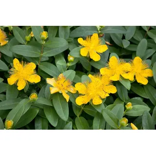 Johanniskraut Hypericum calycinum 0,5 L Topf Bodendecker winterhart | gelbe Blüten, dichter Wuchs, sonnig bis halbschattig, ideal für Böschungen, robust, langlebig, bienenfreundlich