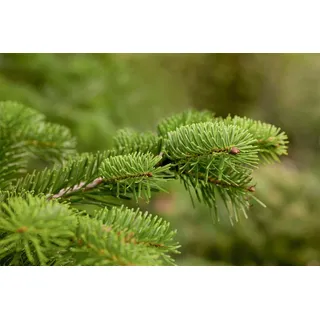 Nordmanntanne 60-80 cm Topf Abies nordmanniana Weihnachtsbaum winterhart | Abies nordmanniana, kegelförmig, 200-300 cm Endhöhe, sonnig bis halbschattig, Sichtschutz, Weihnachtsbaum