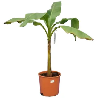 Winterharte Japanische Faserbanane - Musa basjoo - Größe 120-160cm - Topf Ø26cm [7350]