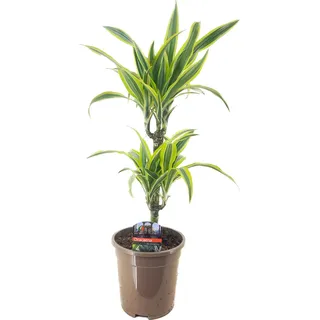 Drachenbaum Dracaena deremensis Lemon Lime H 30/10 cm, 17 cm Topf