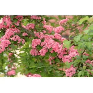 Garten von Ehren Echter Rotdorn - Crataegus laevigata Pauls Scarlet 60-100 cm hoch - Garten von Ehren