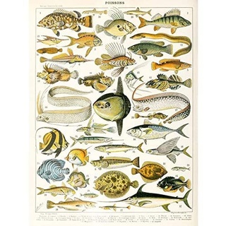 Artery8 Millot Encyclopedia Page Variety Sea Fish Unframed Wall Art Print Poster Home Decor Premium Seite FISCH Wand Zuhause Deko