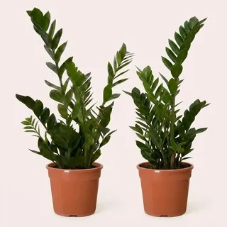 Glücksfeder | 2er-Set | Zamioculcas zamiifolia | ca. 40-50 cm | ø 12-15 cm Topf | Pflegeleichte Zimmerpflanzen für Wohnung und Büro | Qualität vom Pflanzen Profi | Ideale Raumbegrünung