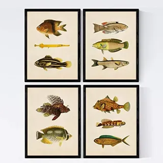 POSTER Set mit 4 Ostsee 11 verschiedenen Fischen A4 Rahmenlos