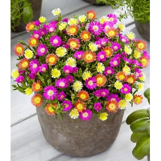 BALDUR Garten Bodendecker Winterharte Eisblumen 'Summer Mix', 3 St., Mittagsblume, reichblühend,winterhart, mehrjährig, pflegeleicht bunt