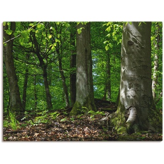 Leinwandbild ARTLAND "Frühling im Buchenwald" Bilder Gr. B/H: 120 cm x 90 cm, Wald, 1 St., grün Leinwandbilder
