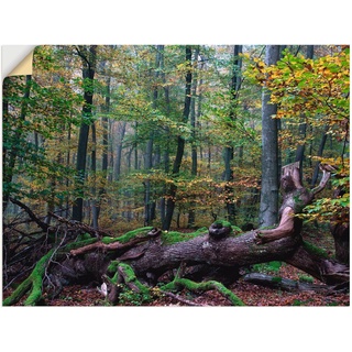 online kaufen Leinwandbilder Wald