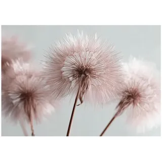 WallArena Fototapete Pusteblume Boho Wohnzimmer 400x280