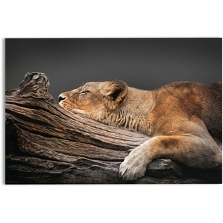 Glasbild LION TREE (BH 78x116 cm) - bunt