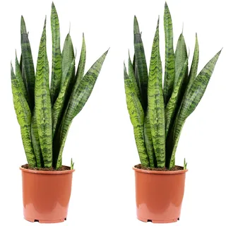 2x Bogenhanf, pflegeleichte Zimmerpflanze, Sansevieria zeylanica - Höhe ca. 65 cm, Topf-? 17 cm