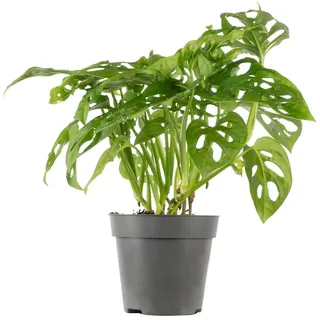 Pflegeleichtes Fensterblatt - Kletternde Monstera 'Monkey' -  Topf-Ø 12 cm, ca. 25 cm