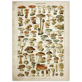 HiyyFloy Retro-pilz-Poster, Florale Kunst, Heim- Und Raumdekoration – Vintage-ästhetik-Poster – Erdige Vintage-wanddekoration, Botanische Seidenstoff-kunstmalerei Für Wohnzimmer, Schlafzimmer, Garten