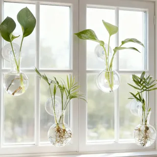 Everkeen Vase mit Saugnapf 4 Stück Fenster Pflanze Propagation Station Hängende Glasvase Pflanze Terrarium Anzuchtstation Pflanzgefäß Keine Nägel Marke: Everkeen